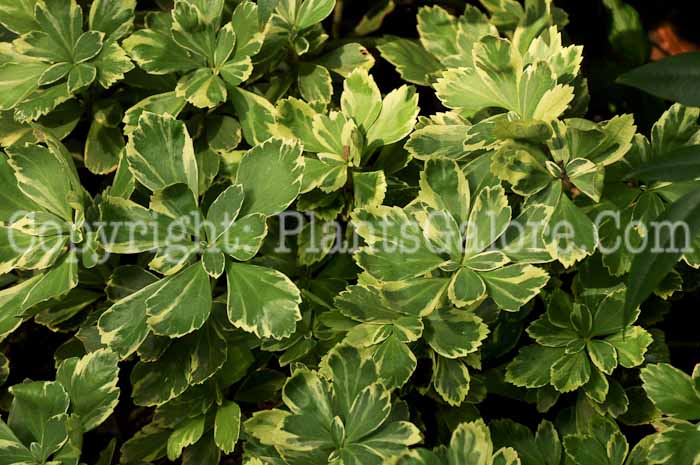 PGC-P-Pachysandra-terminalis-Variegata-5