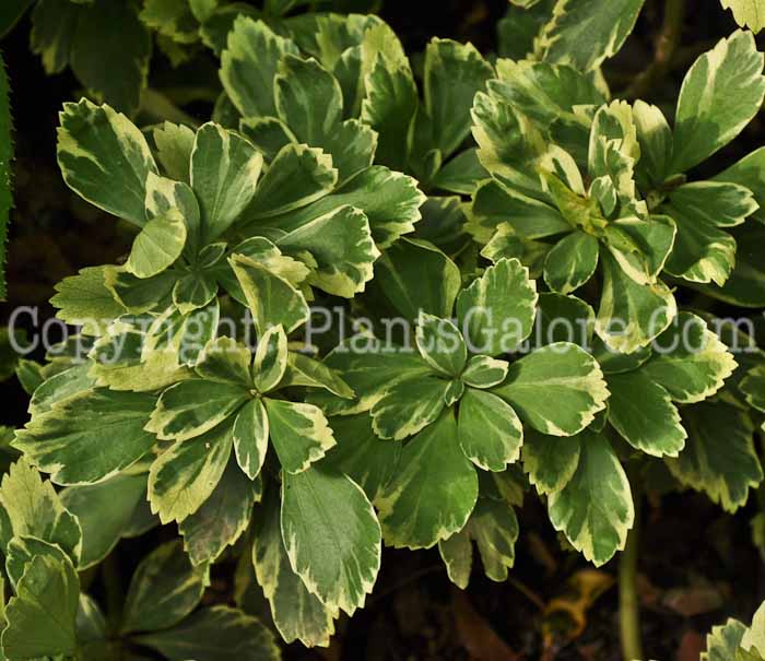 PGC-P-Pachysandra-terminalis-Variegata-6