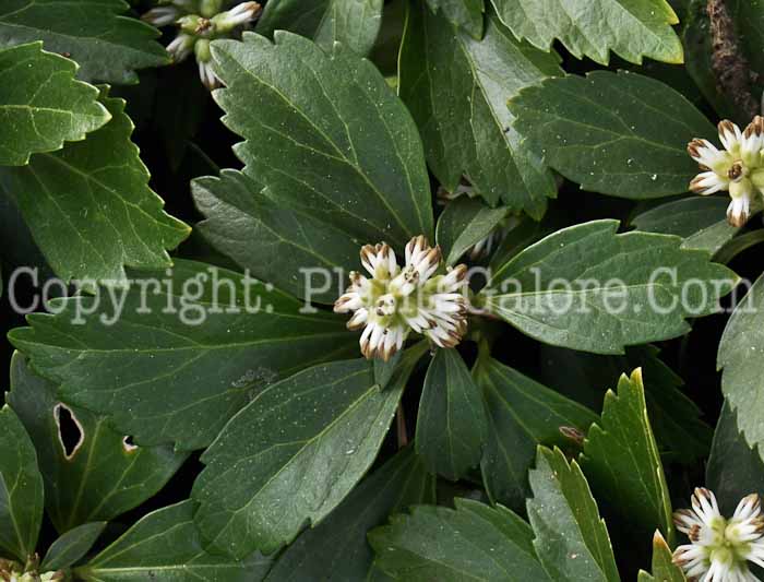 PGC-P-Pachysandra-terminalis-flowers-2