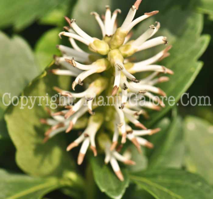 PGC-P-Pachysandra-terminalis-flowers-5