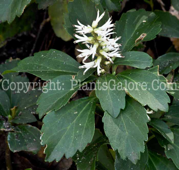 PGC-P-Pachysandra-terminalis-flowers-6