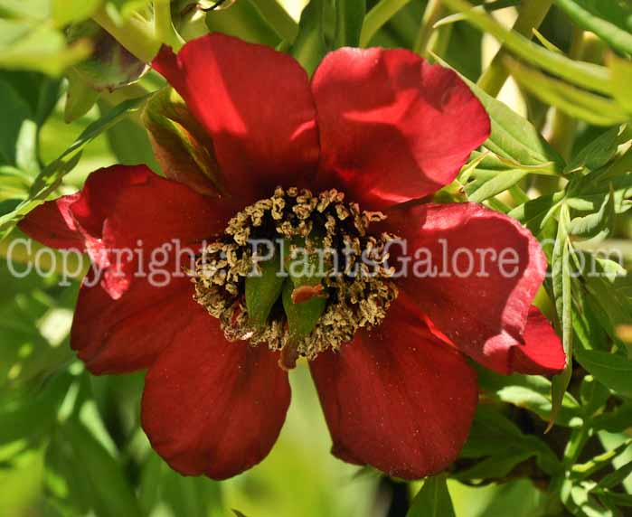 PGC-P-Paeonia-delavayi-04-2012-2