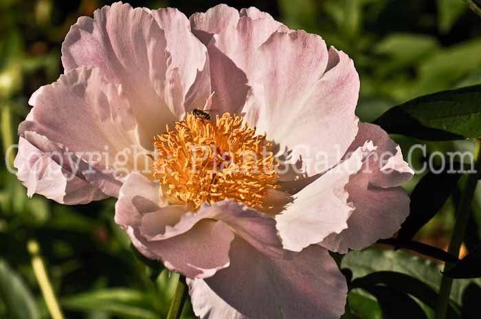 PGC-P-Paeonia-japonica-2010-45_2