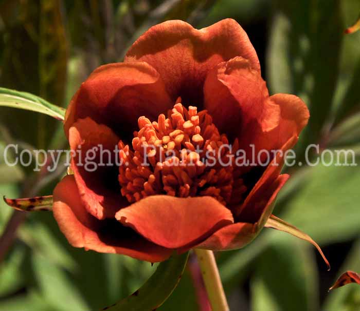 PGC-P-Paeonia-lutea-04-2012.jpg-1