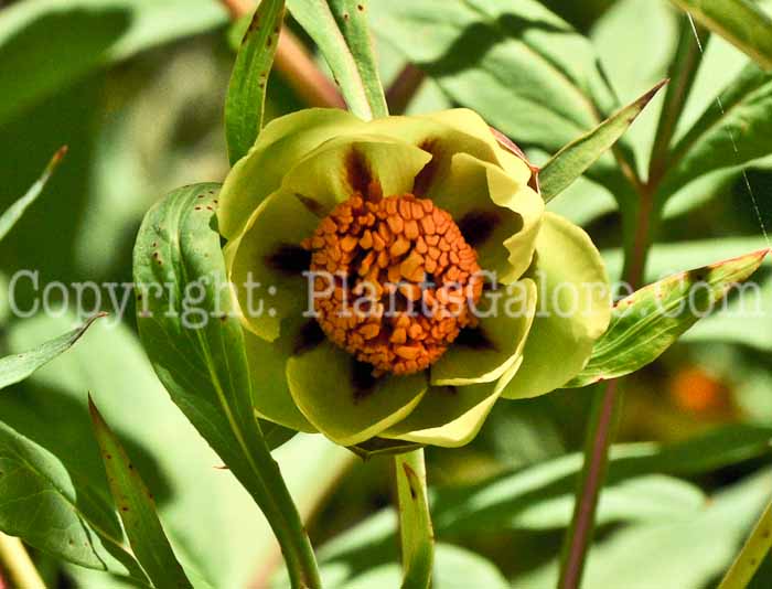 PGC-P-Paeonia-lutea-04-2012.jpg-3