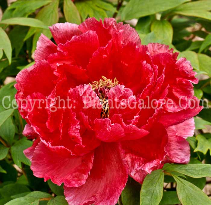 PGC-P-Paeonia-suffruticosa-Hoki-05-2012-3
