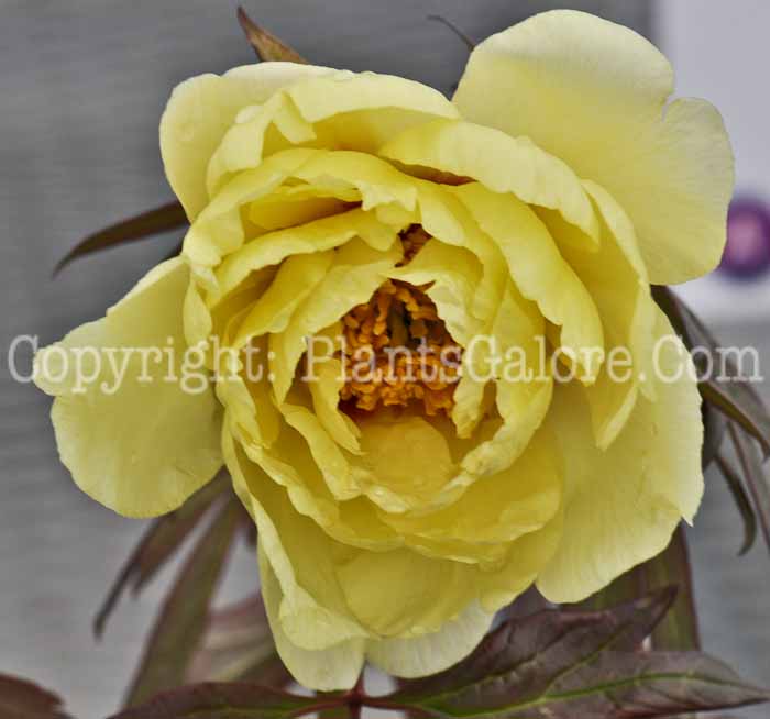PGC-P-Paeonia-suffruticosa-Kamatafuji-04-2012-2