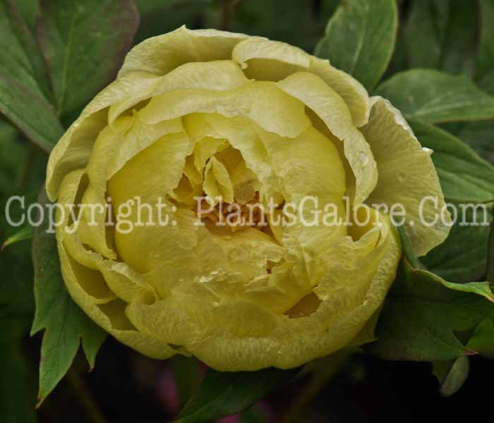 PGC-P-Paeonia-suffruticosa-Kinshi-05-2012-2