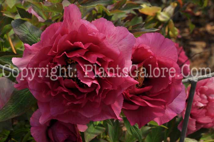 PGC-P-Paeonia-suffruticosa-Leda-04-2012-1