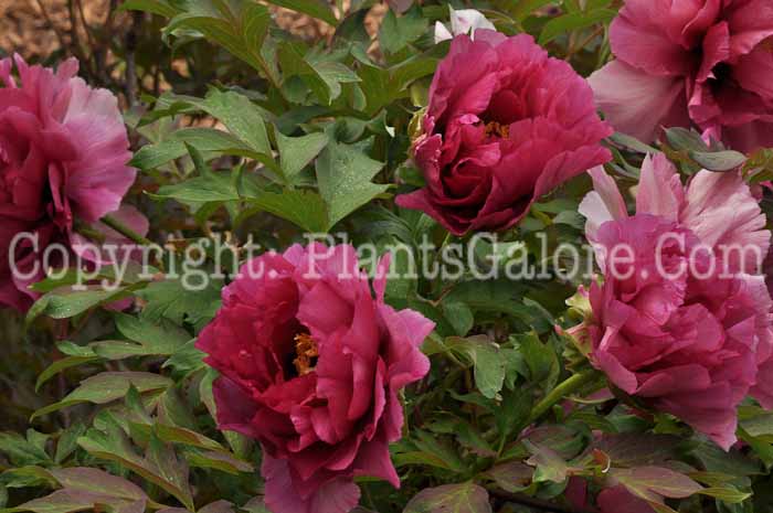 PGC-P-Paeonia-suffruticosa-Leda-2011-02