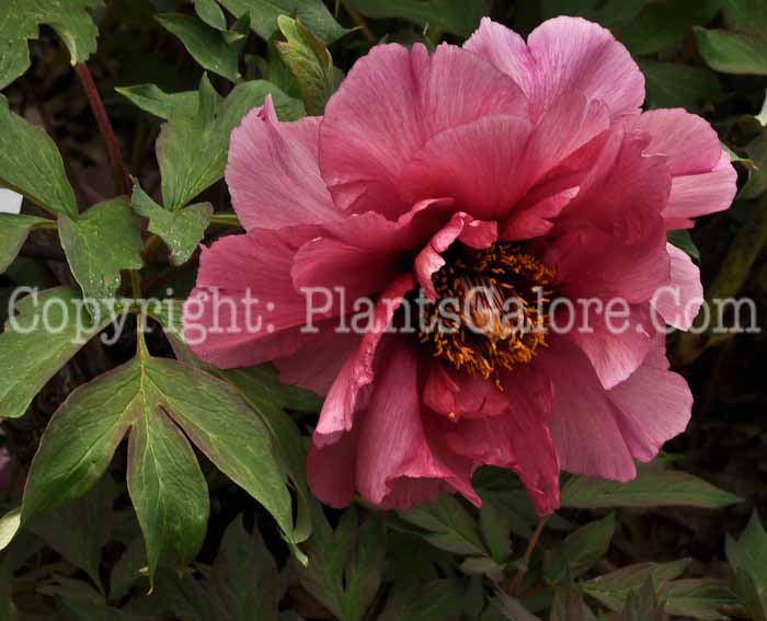 PGC-P-Paeonia-suffruticosa-Leda-Filoli-2011-01
