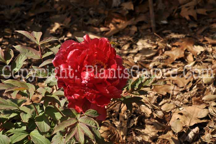 PGC-P-Paeonia-suffruticosa-Shimanishiki-04-2012-1