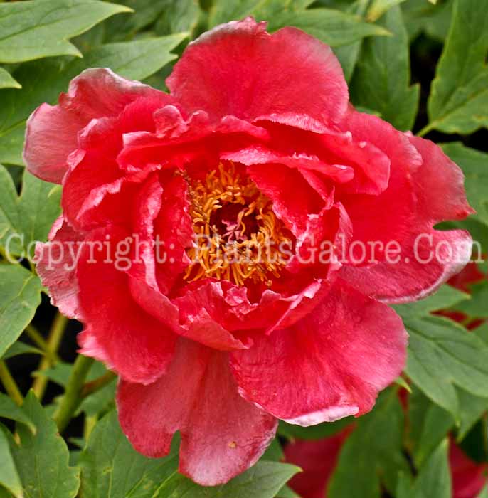 PGC-P-Paeonia-suffruticosa-Taiyo-05-2012-1