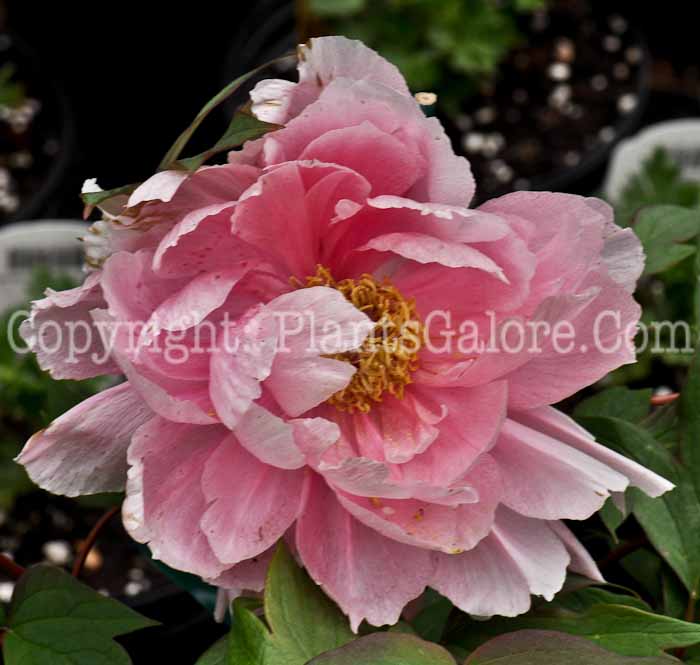 PGC-P-Paeonia-suffruticosa-Yachiyotsubaki-05-2012-2