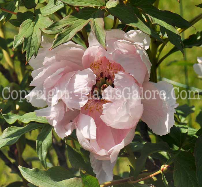 PGC-P-Paeonia-suffruticosa-Yoshino-Gawa-1