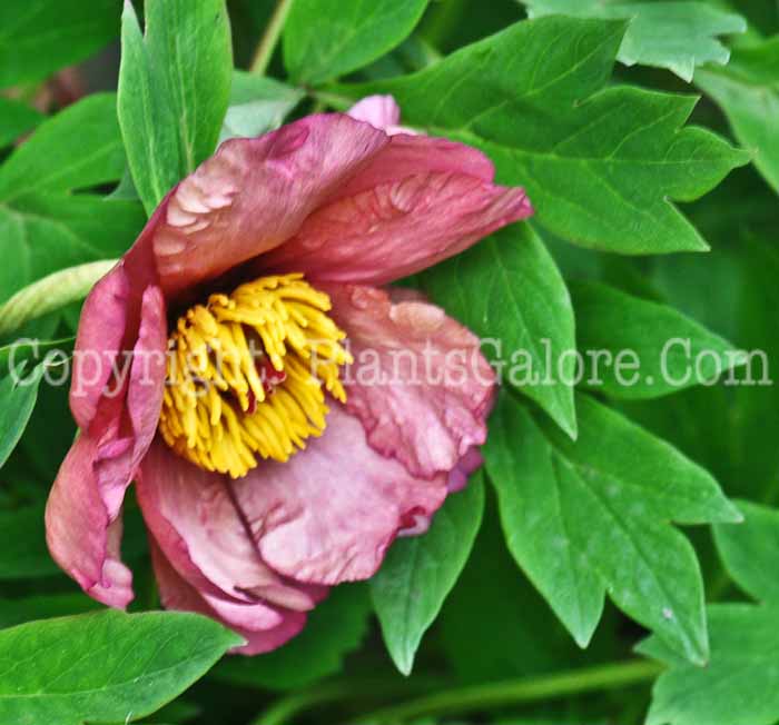 PGC-P-Paeonia-suffruticosa-aka-Mountain-Peony-1