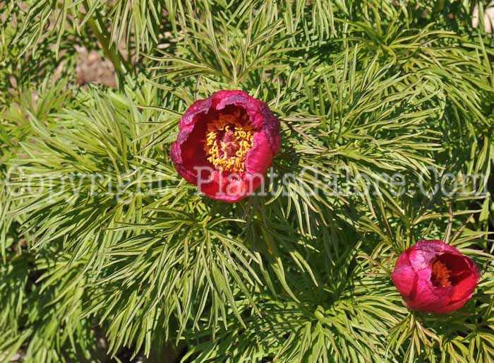 PGC-P-Paeonia-tenufolia-04-2012-1