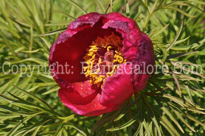 PGC-P-Paeonia-tenufolia-04-2012-3