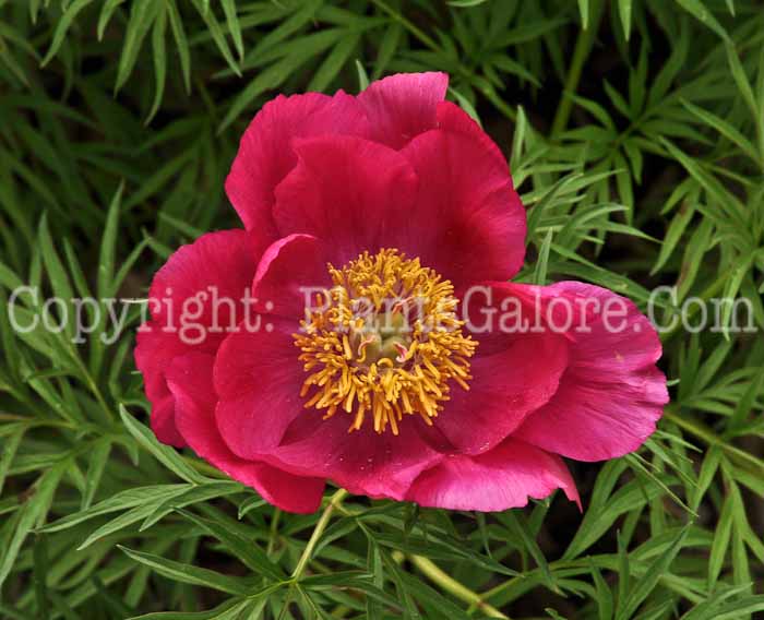 PGC-P-Paeonia-tenufolia-2011-03