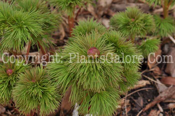 PGC-P-Paeonia-tenuifolia-2010-10