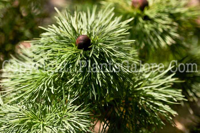 PGC-P-Paeonia-tenuifolia-2011-05-001