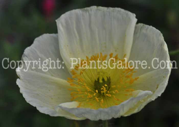 PGC-P-Papaver-Champagne-2011-03