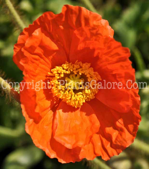 PGC-P-Papaver-Champagne-Bubbles-2010-04