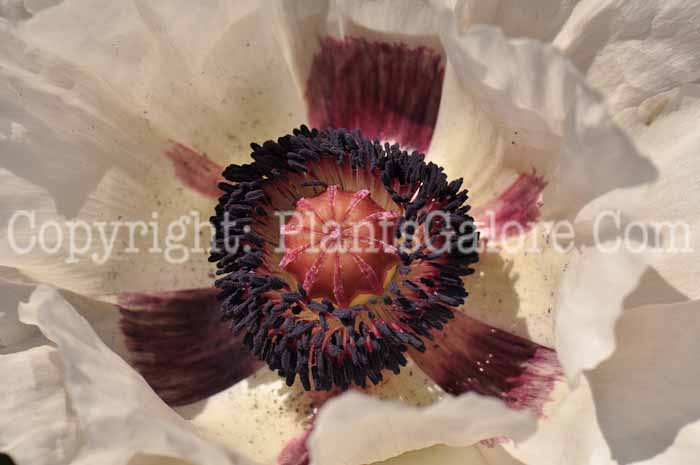 PGC-P-Papaver-Checkers-2010-11_1