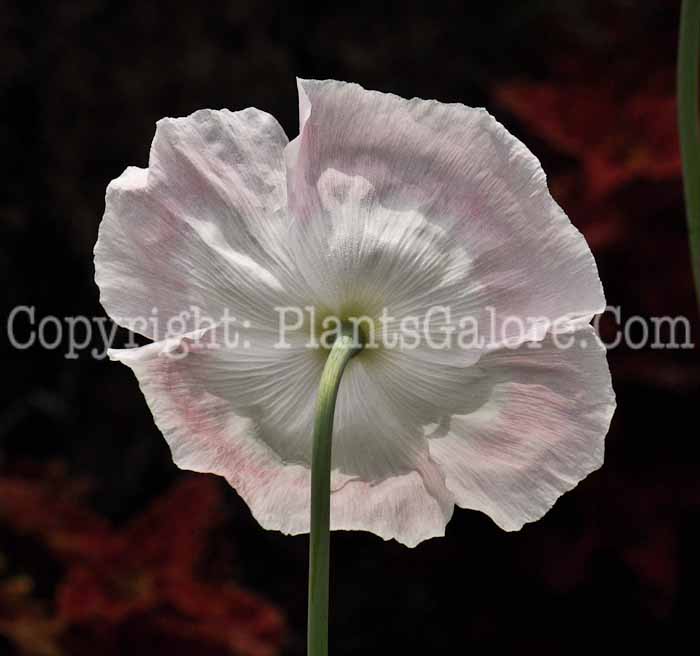 PGC-P-Papaver-bursen-2010-002