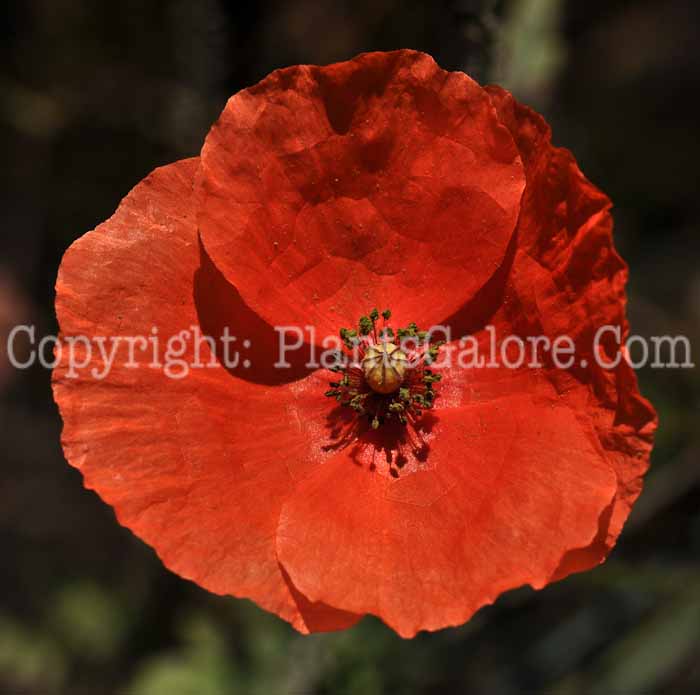 PGC-P-Papaver-rhoeas-2010-001