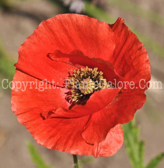 PGC-P-Papaver-rhoeas-2011-001