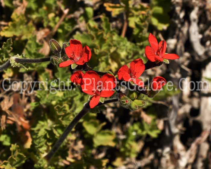 PGC-A-Pelargonium-fulgidum-04-2012-3