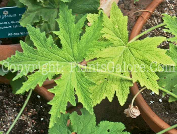 PGC-A-Pelargonium-hispidum-2010-002