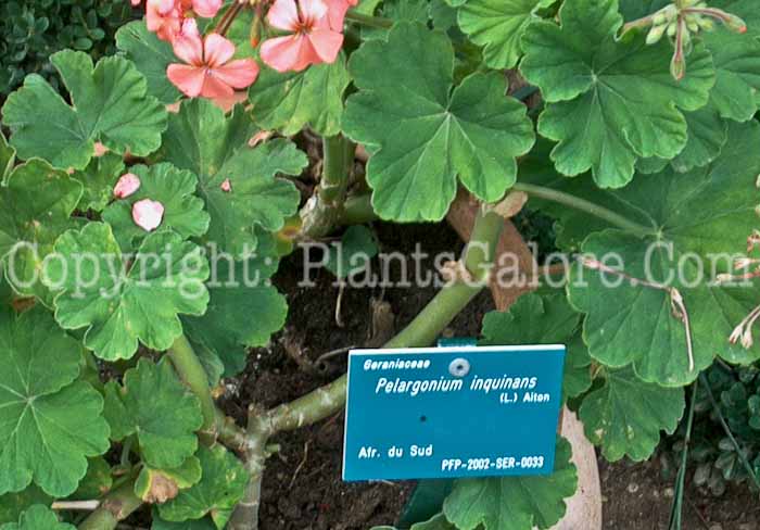 PGC-A-Pelargonium-inquinans-2010-paris-1