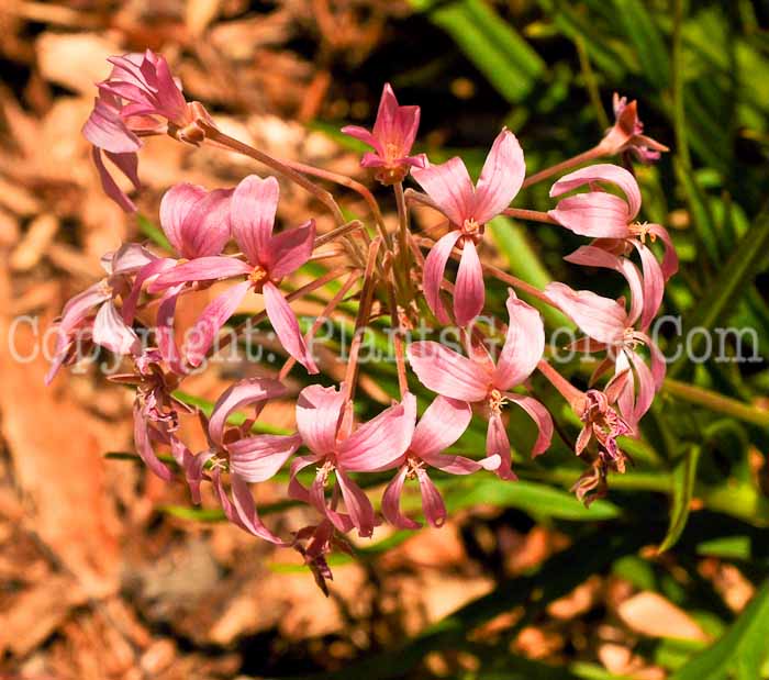 PGC-A-Pelargonium-luridum-04-2012-1