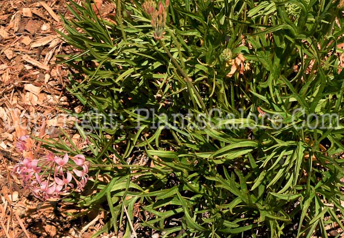 PGC-A-Pelargonium-luridum-04-2012-3