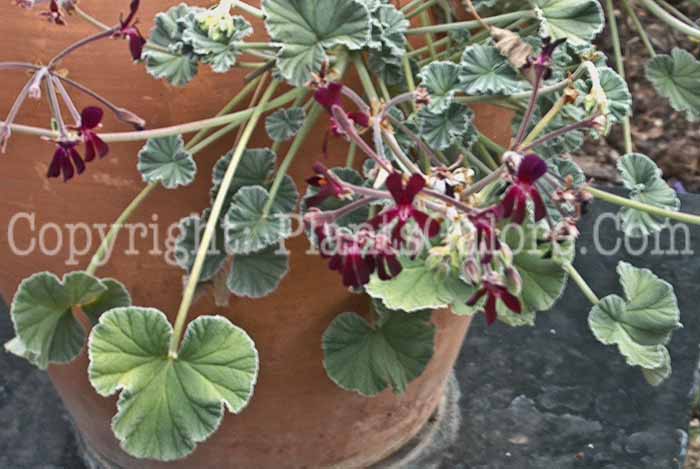 PGC-A-Pelargonium-sidoides-Paris-2010-003