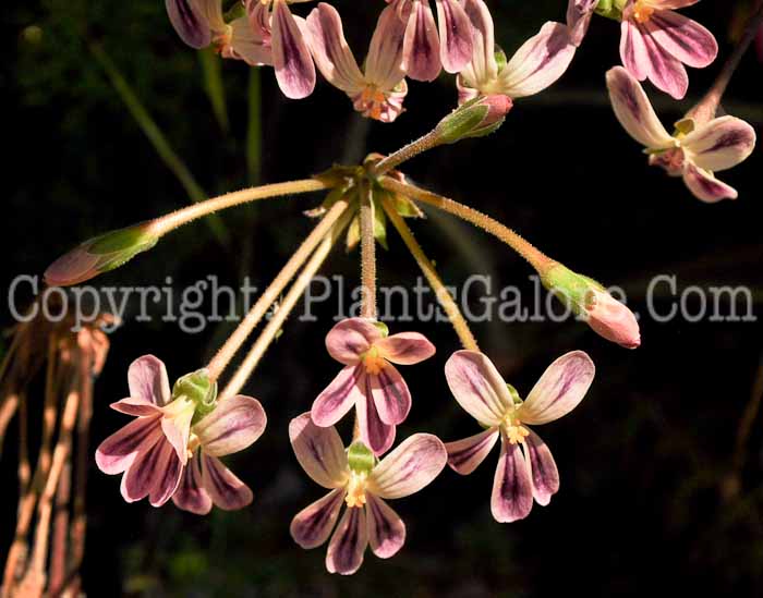 PGC-A-Pelargonium-triste-04-2012-1