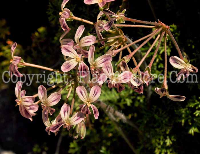 PGC-A-Pelargonium-triste-04-2012-3