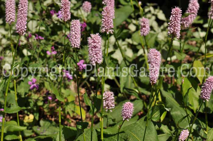 PGC-P-Persicaria-affinis-2010-16