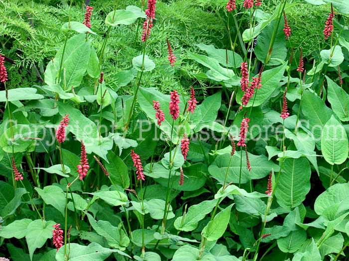 PGC-P-Persicaria-amplexicaulis-Blotau-2010-01