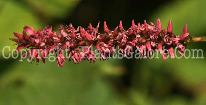 PGC-P-Persicaria-amplexicaulis-Taurus-2010-01