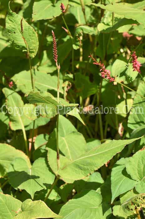 PGC-P-Persicaria-amplexicaulis-Taurus-2010-04