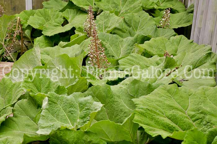 PGC-P-Petasites-hybridus-aka-Butterbur-1