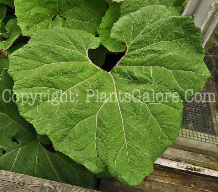 PGC-P-Petasites-hybridus-aka-Butterbur-2