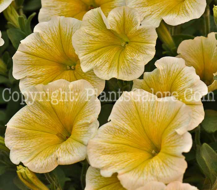 PGC-A-Petunia-Cascades-Sunray-2010-002