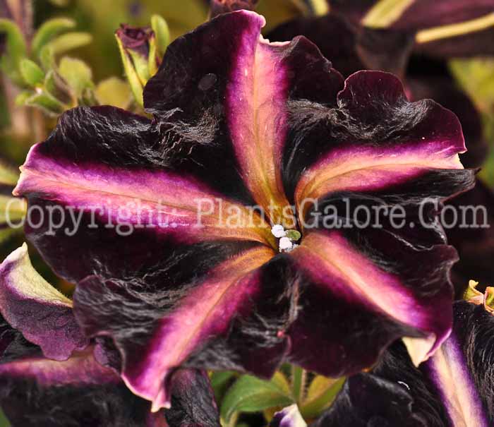 PGC-A-Petunia-Pinstripe-2010-002