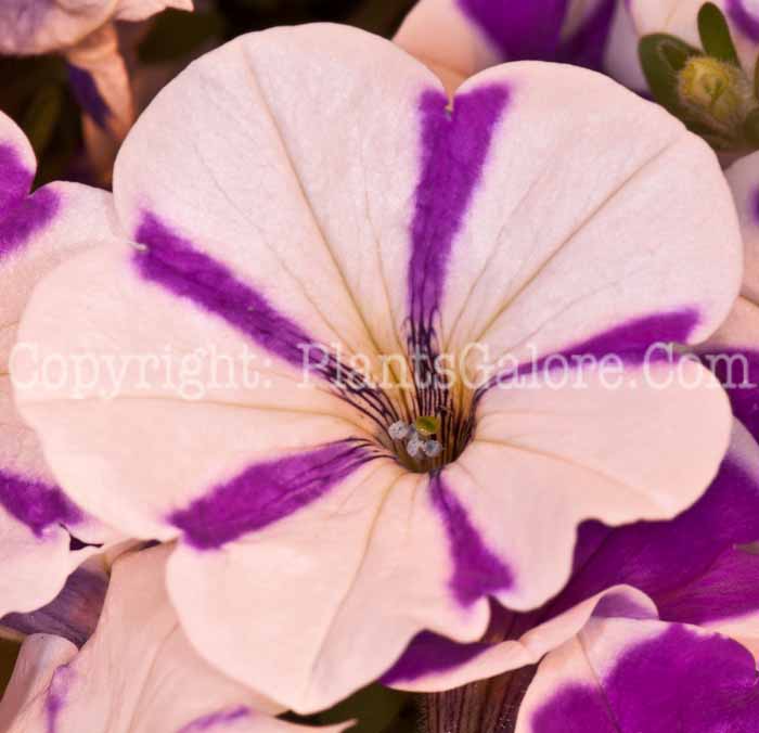 PGC-A-Petunia-Peppy-Lavender-0514-1