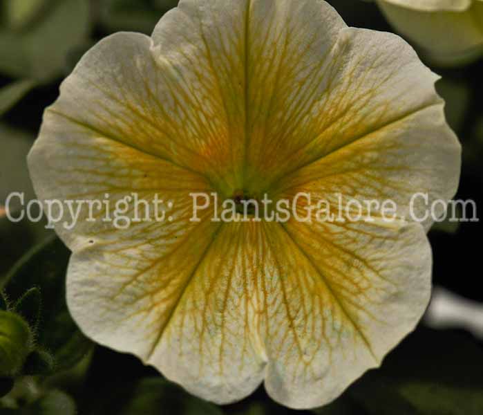 PGC-A-Petunia-Citrus-Supertunia-2010-001