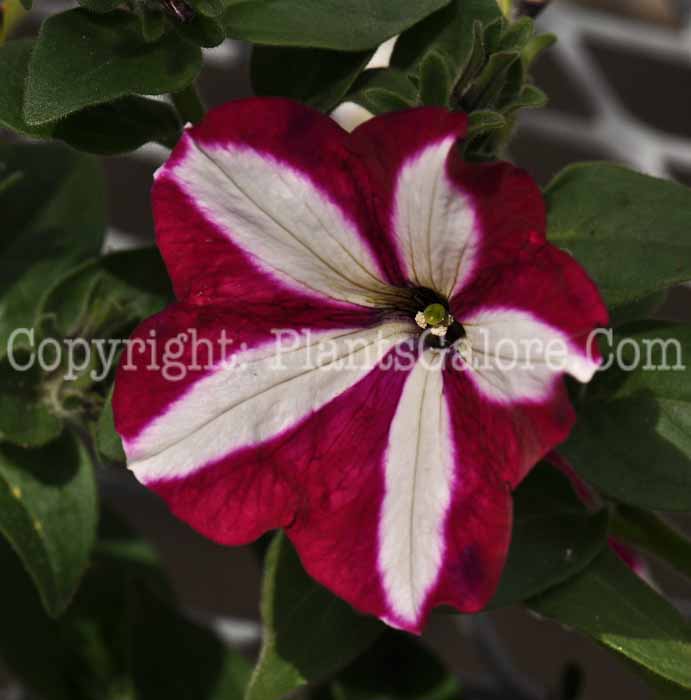 PGC-A-Petunia-Burgundy-Star-2010-001